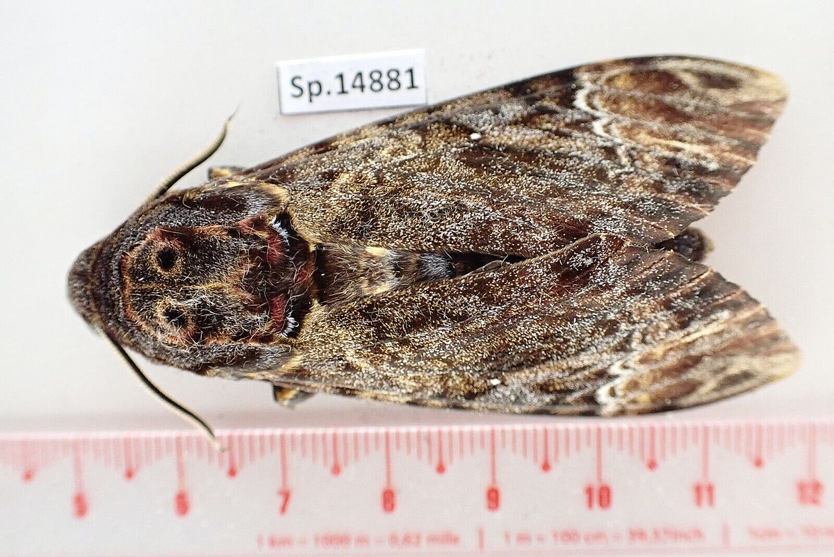 はのい様 s-l1200.png