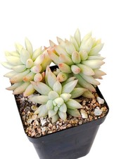 Sedum Morganianum 'Magnum' Variegata in 7cm pot - Fully Rooted, Rarely Offered!