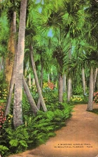 Florida Botanical Tropical Flora Palms Fort Lauderdale Stamp Vtg Postcard G25