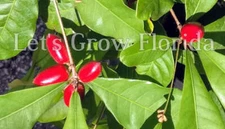 Miracle Fruit / Berry Tree, Plant, Synsepalum dulcificum