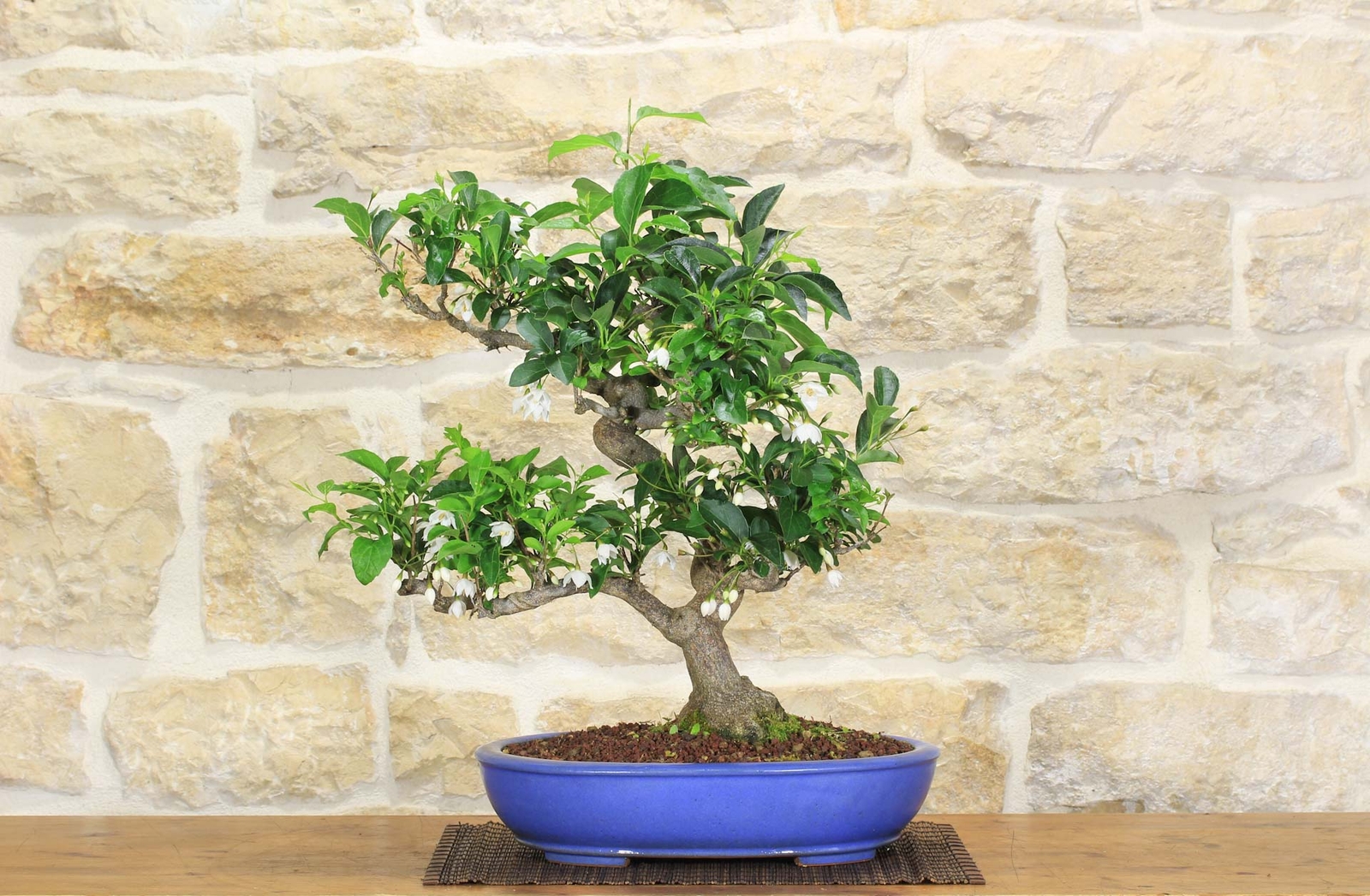 Bonsai di Stirax (6)