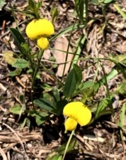 40+ "Rabbitbell" Seeds Native FL Wildflower (Crotalaria rotundifolia)