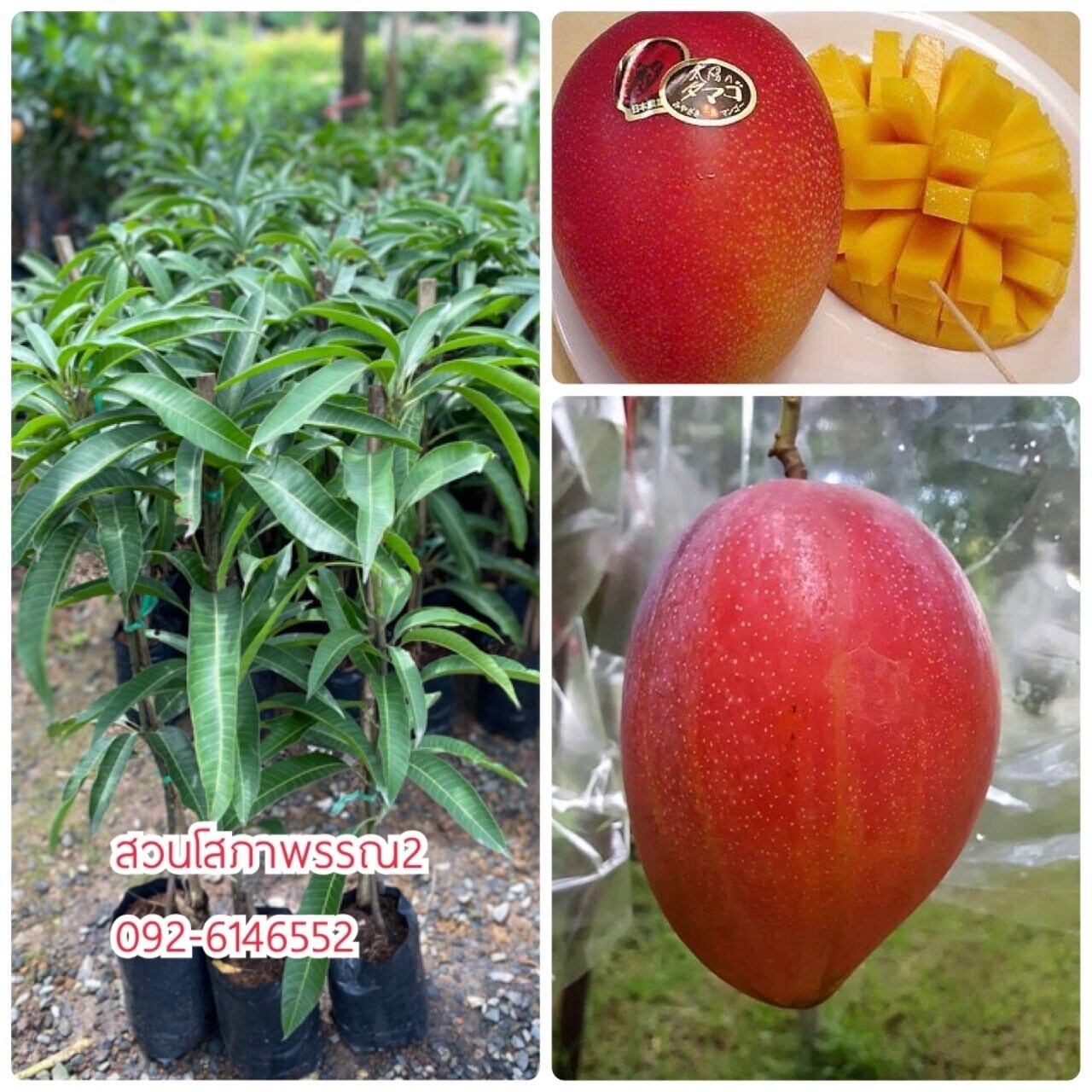 Miyazaki mango grafted tree Taiyo Tamago Egg of the Sun SUPER RARE