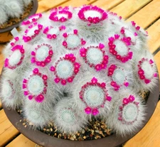 Mammillaria hahniana 'old lady cactus' Rareexotic cactus indoor and outdoor 6CM