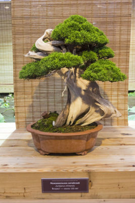 SAMEN Garten Bonsai Samen Raritt seltener schner Wacholder Bonsai |  eBay.de