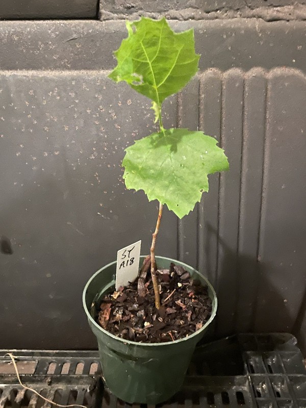 American Sycamore