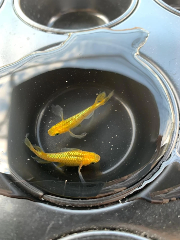 Medaka Lacris Lonfin - 1 Pair - 1 Coppia - ORYZIAS LATIPES  - Immagine 3 di 4