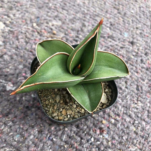 6CM Succulent Plant Sansevieria Ehrenbergii Samurai Home Garden Beautiful Plant - Picture 5 of 12