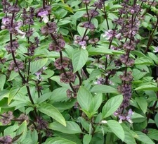 Thai Basil - Seeds - Organic - Non Gmo - Heirloom Seeds – Herb Seeds