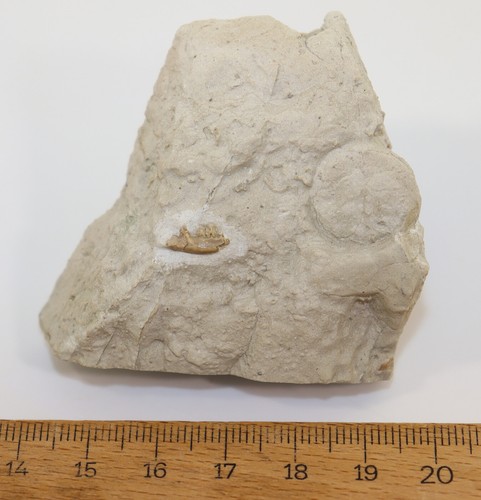 Insettivo, Terziario, Oligocene, White River Fm, USA -k848 - Foto 5 di 5