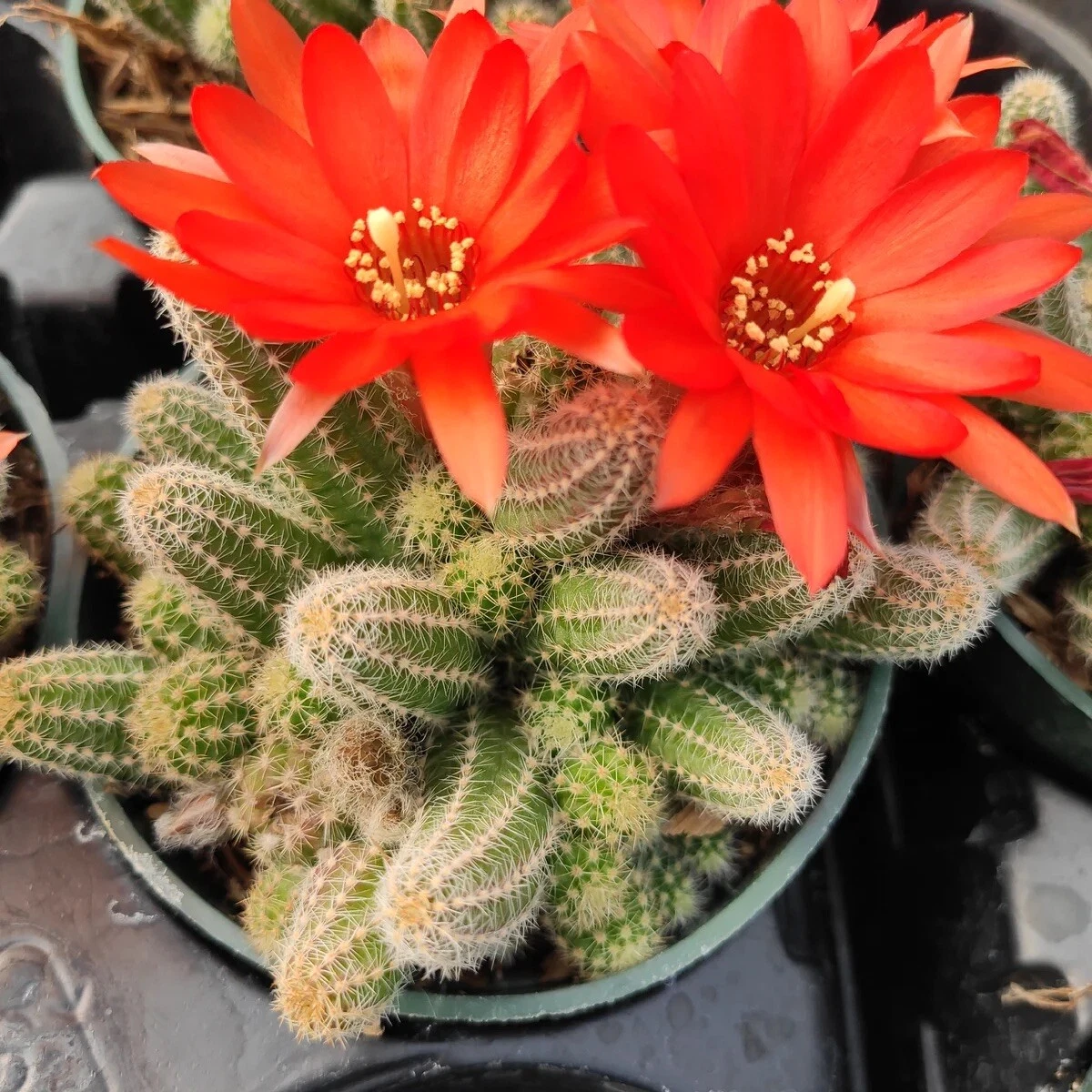 Succulents Box Peanut Cactus Echinopsis Chamaecereus