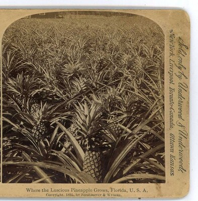 Where the Luscious Pineapples Grow, Florida Underwood Stereoview 
