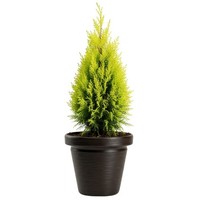 Howhomely ÜBertopf Blumentopf Pflanzgefäß Braun H48Xb55Cm Pflanztopf BlumenküBel
