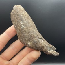 Cetacean Tooth Fossil Ancient Whale Tooth Megalodon Era