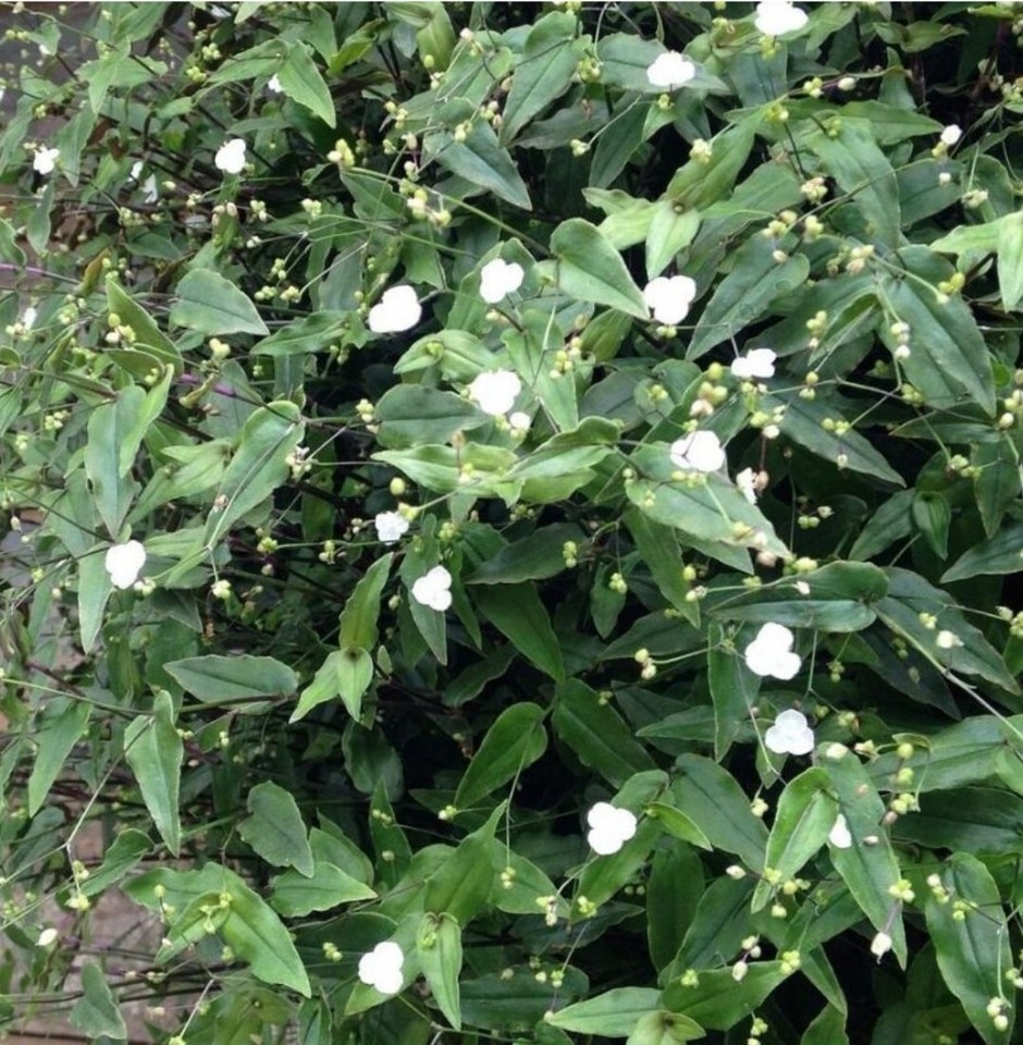 50++ White Tahitian Bridal Veil Seeds (Gibasis pellucida) Wandering Jew