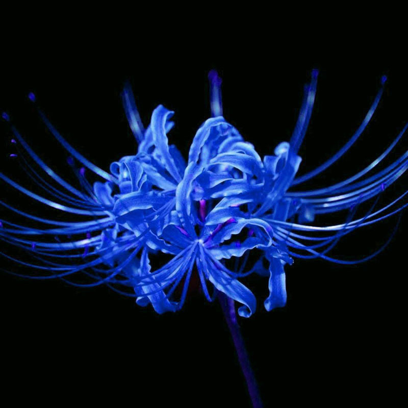 5 żarówek niebieska Lycoris Radiata Pająk lilia Kwiat Ogród