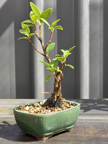 Port Jackson Fig BONSAI FREE EXPRESS POST Posted With The Pot - Picture 6 of 9
