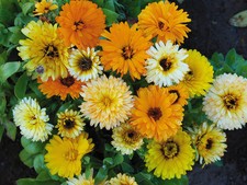 FLOWER CALENDULA FIESTA GITANA MIX  2 GRAMS