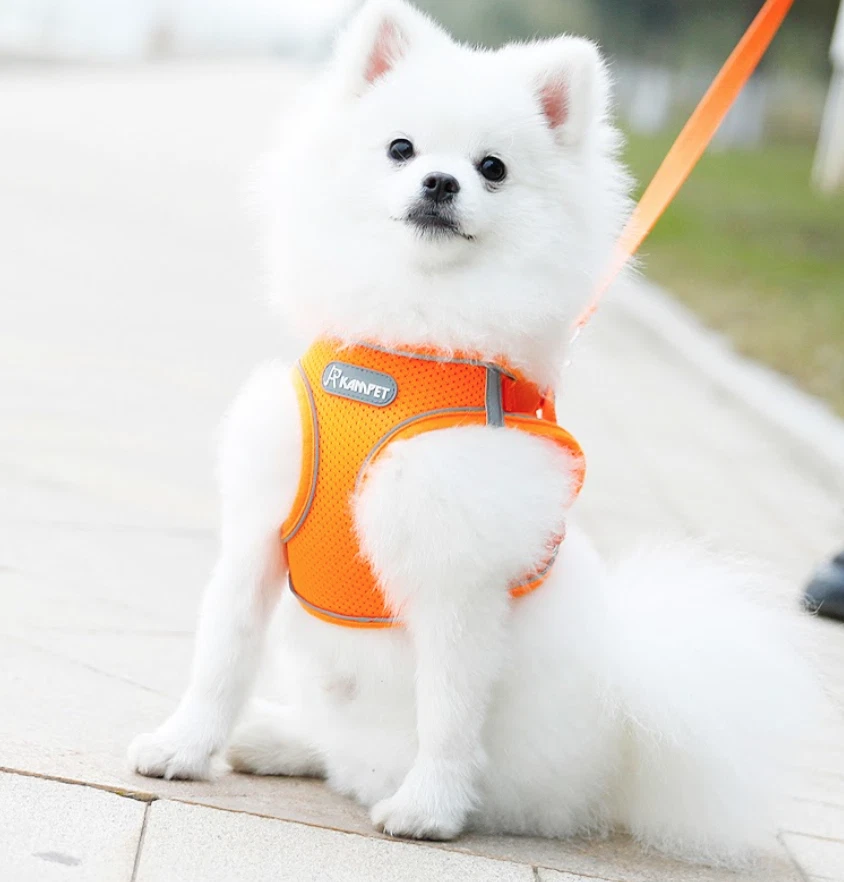 What Is The Best Harness For A Pomeranian