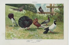 Pigeons - Original 1902 Dated Stone Chromo-lithograph by Julius Bien. Antique