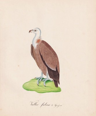 Gänsegeier Eurasian griffon vulture Geier Aquarell Zeichnung dessin drawing 1840