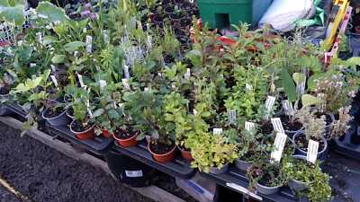 9cm-herbs-125-varieties-grown-in-wales-ebay-uk