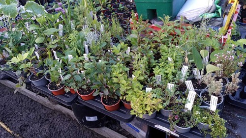 9cm-herbs-125-varieties-grown-in-wales-ebay-uk