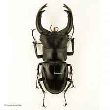 Hexarthrius mniszechi, nice, rare, Wild, 70mm