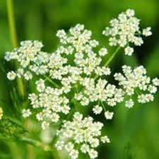 Graines de Carvi,Carum carvi,Cumin des prés,produits de mon jardin,plante Bio