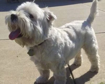 gumtree west highland terrier