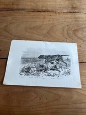 gravure ancienne chien N19 le braque de race anglaise le pointer
