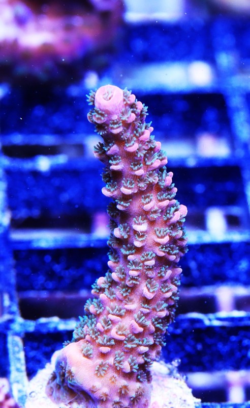 Izzie's Robusta Acropora Frag Zoanthids Zoa Paly SPS LPS Corals, WYSIWYG