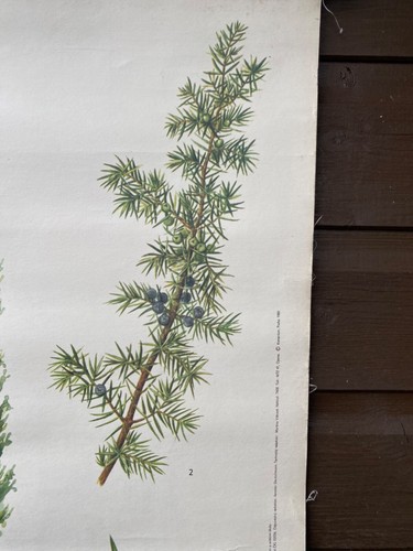 Vintage botanische aufrollbare Schulkarte eines Wacholderbaums. Gin - Bild 10 von 12