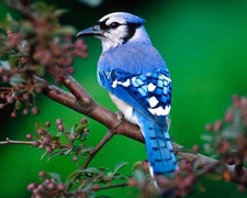 Blue Jay Bird Close Up 8x10 PHOTO PRINT