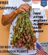 50 red ludwigia live aquarium plants aquascaping planted tank pond easy beginner