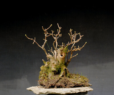 Bonsai outdoor winterhart Ahorn, Bergahorn, Acer H40 B47 D20 cm | eBay