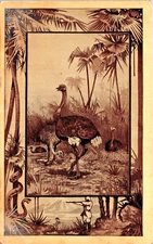 Ostrich Educational Message Card Hunter Snake Palms Mountains P.UN. (N-275)