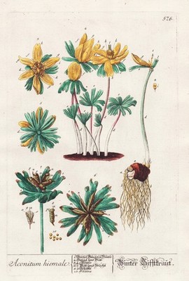 Winterling Eranthis hyemalis winter aconite Blackwell Kräuterbuch Kupferstich