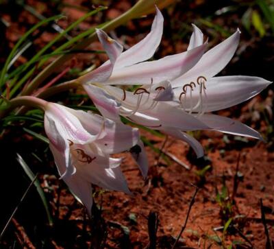 Xerophyta retinervis, Black Stick Lily Rare Cold and Drought Hardy
