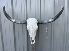 LONGHORN STEER SKULL 3 FEET 8 Inch UnPOLISHED BULL HORN MOUNTED COW HEAD