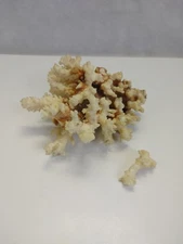 Natural White Brown Stem Coral Reef Cluster Marine Mineral Sea Ocean