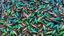 500 g. Overstock Green Blue Yellowish Mixed Size Jewel Beetle Elytra Wings