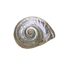 Large Polished All Natural Turbo Marmoratus Mother of Pearl Seashell 7.5"x5.5"