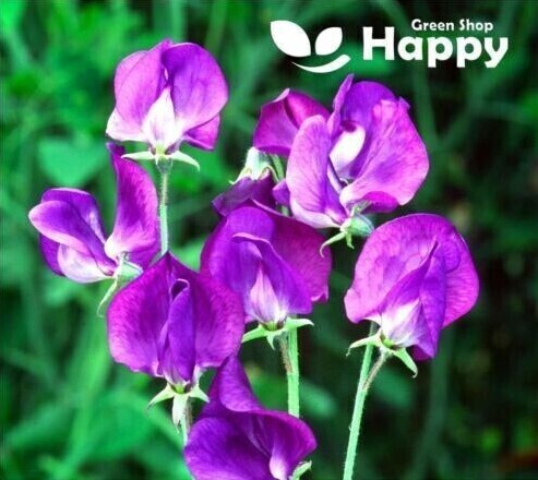 CLIMBING FLOWERS - Vines - Thunbergia Morning Glory Sweet Pea - Flower seeds - Picture 55 of 121