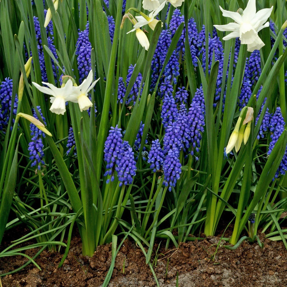 Bombillas de plantas de mezcla de serenidad Muscari y Narciso fáciles de cultivar 2 paquetes zonas 4-8 Foto 3 de 4