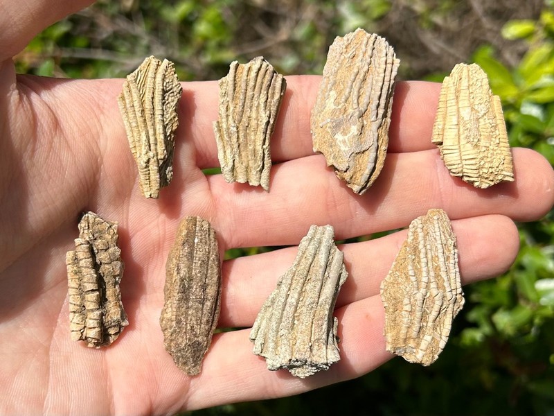 Alabama Fossil Crinoids LOT OF 8 Bangor Limestone Formation Mississippian Age