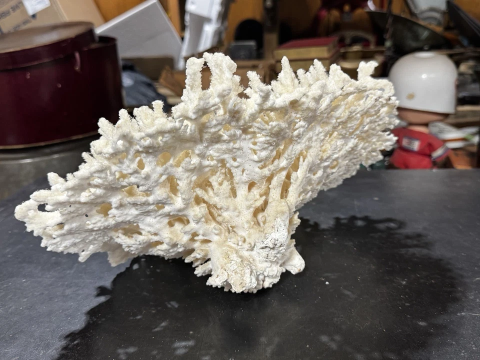 Espécimen de coral nido de aves de colección ¡Hallazgo raro! Talla grande 15" blanco Foto 2 de 4
