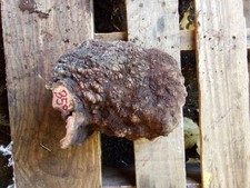  B50 Natural Red Wood Burl Of Manzanita Tree Wood Projects