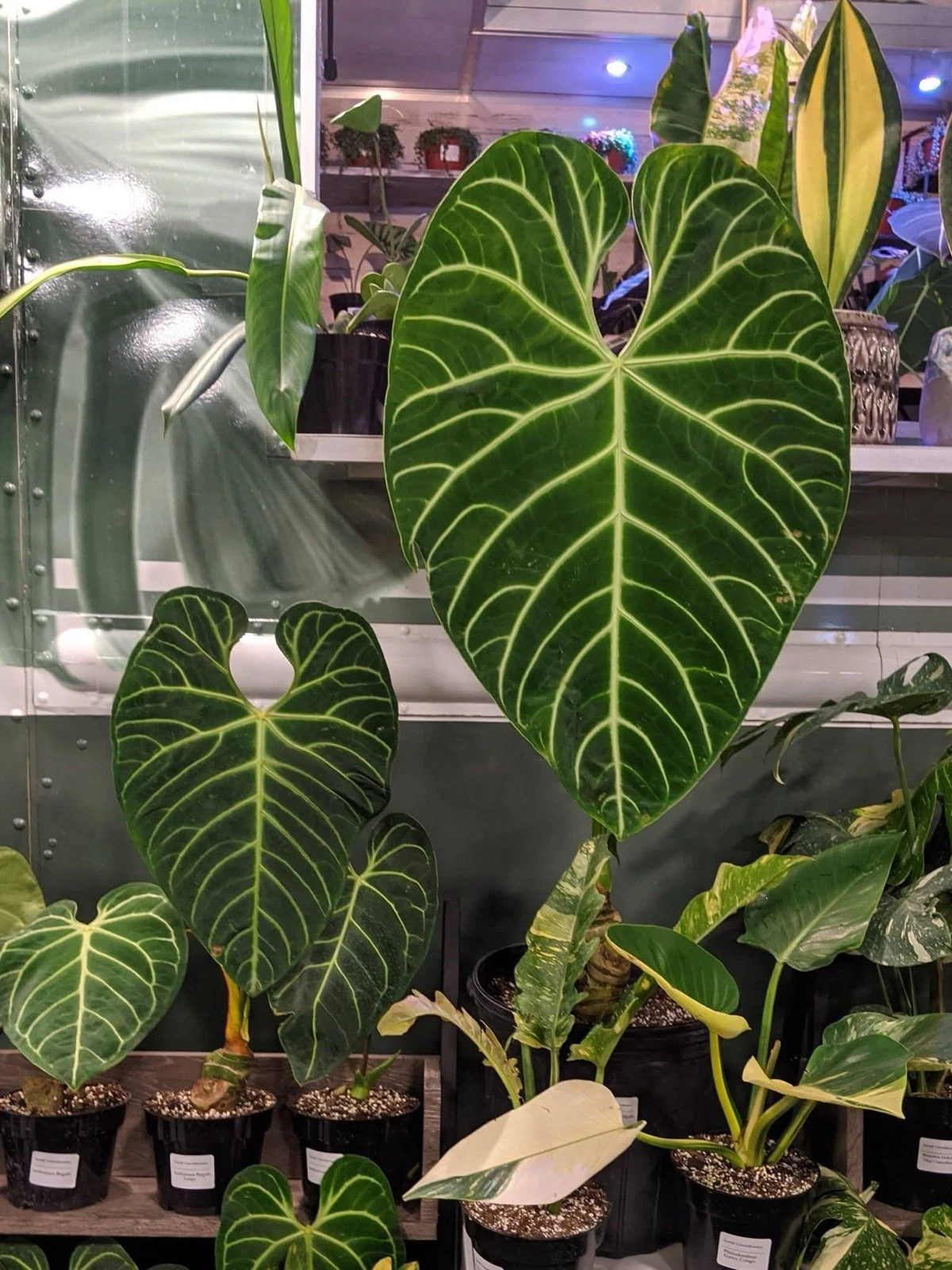 “Anthurium Regale”