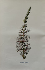 Antique Print Winter Heath c.1910 Botanical Garden Flowers Wildflowers F E Hulme